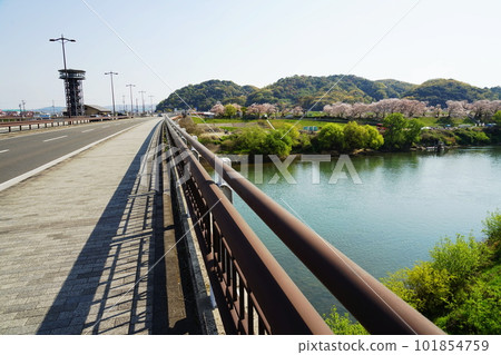 Scenery of Miyuki Bridge and cherry blossoms 101854759