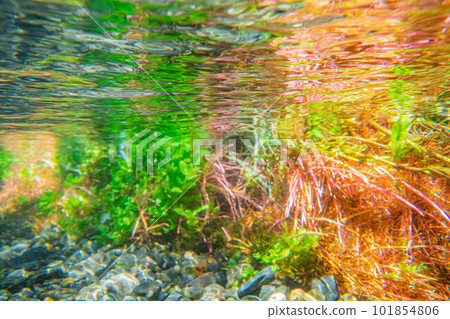 [Summer material] Waterside and underwater material [Nagano Prefecture] 101854806