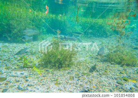 [夏季材料] 水邊和水下材料 [長野縣] 101854808