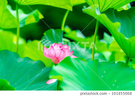 [Flower material] Lotus flower [Nagano Prefecture] 101855008