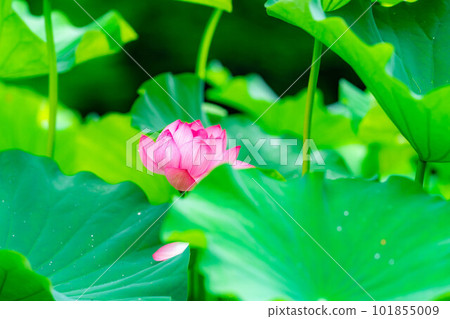 [Flower material] Lotus flower [Nagano Prefecture] 101855009
