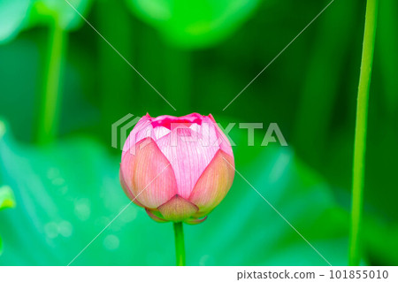 [Flower material] Lotus flower [Nagano Prefecture] 101855010