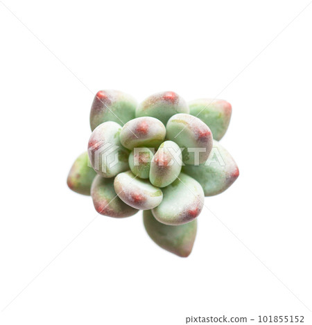 Green Pachyphytum Apple rosette flower plant on white background Green Pachyphytum Apple rosette flower plant on white background 101855152