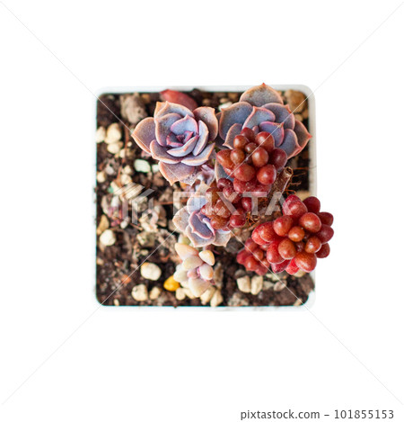 Succulent garden. Red Sedum Rubrotinctum and Echeveria Perle von Nurnberg flower Succulent garden. Red Sedum Rubrotinctum and Echeveria Perle von Nurnberg flower 101855153