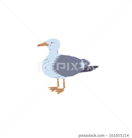 Common seagull or European herring gull bird, flat vector illustration isolated. 101855214