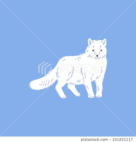 Arctic or polar white fox flat vector illustration isolated on blue background. Arctic or polar white fox flat vector illustration isolated on blue background. 101855217