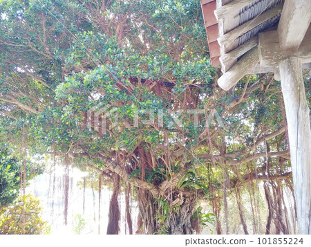 38 Shurikinjocho Ishidatamichi Shurikinjomuraya 沖繩 101855224