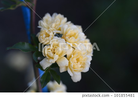 Yellow rose blooming in the garden of the house Yellow rose blooming in the garden of the house 101855481