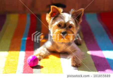 A blurry image of funny brown Yorkshire Terrier dog playing with a purple ball, lying on a multi-colored striped carpet. Pet toys. A playful healthy puppy muzzle. Canine backdrop. Doggy playful mood. A blurry image of funny brown Yorkshire Terrier dog playing with a purple ball, lying on a multi-colored striped carpet. Pet toys. A playful healthy puppy muzzle. Canine backdrop. Doggy playful mood. 101855689