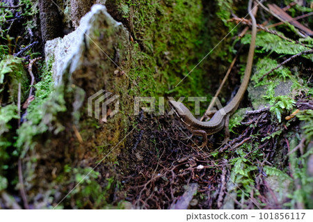 Japanese lizard (Wakayama Prefecture, Mt. Koya) 2 Japanese lizard (Wakayama Prefecture, Mt. Koya) 2 101856117