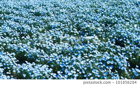 Blooming nemophila flowers 101856284