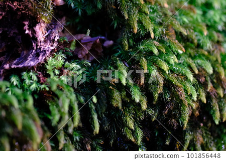 苔蘚/高野朝聖之路/鎮石路(和歌山縣/高野山)4 苔蘚/高野朝聖之路/鎮石路(和歌山縣/高野山)4 101856448