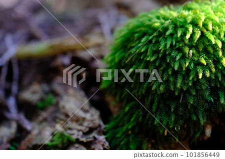 苔蘚/高野朝聖之路/鎮石路(和歌山縣/高野山)3 苔蘚/高野朝聖之路/鎮石路(和歌山縣/高野山)3 101856449