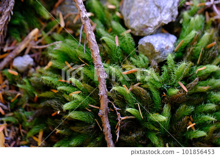 苔蘚/高野朝聖之路/町石道(和歌山縣高野山) 苔蘚/高野朝聖之路/町石道(和歌山縣高野山) 101856453