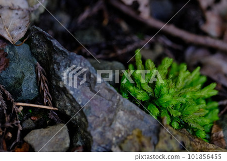 參拜苔蘚/高野朝聖之路/町石道(和歌山縣高野山) 參拜苔蘚/高野朝聖之路/町石道(和歌山縣高野山) 101856455