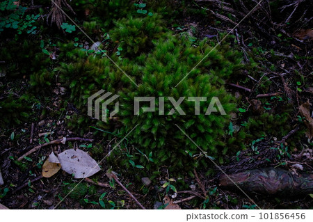 Hinokimoss / Koya Pirgrimage Route / Town Stone Road(和歌山縣/高野山)2 Hinokimoss / Koya Pirgrimage Route / Town Stone Road(和歌山縣/高野山)2 101856456