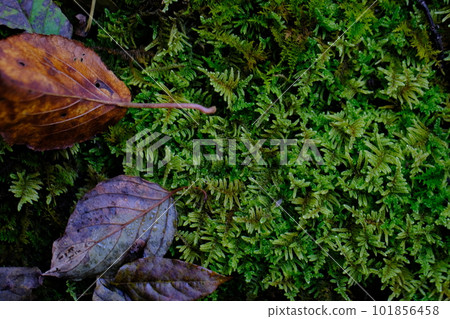 高野苔蘚/高野朝聖之路/町石道(和歌山縣高野山) 高野苔蘚/高野朝聖之路/町石道(和歌山縣高野山) 101856458