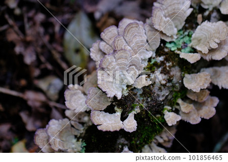 Mushroom / Koya Pilgrimage Route / Town Stone Road (Wakayama Prefecture / Koyasan) 2 Mushroom / Koya Pilgrimage Route / Town Stone Road (Wakayama Prefecture / Koyasan) 2 101856465