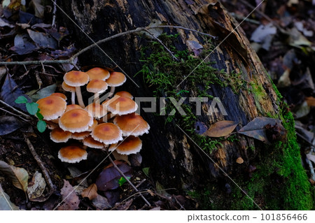 Mushroom / Koya Pilgrimage Route/Choishimichi (Mount Koya, Wakayama Prefecture) Mushroom / Koya Pilgrimage Route/Choishimichi (Mount Koya, Wakayama Prefecture) 101856466