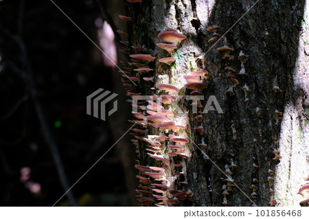 蘑菇/高野朝聖之路/鎮石路(和歌山縣/高野山)4 蘑菇/高野朝聖之路/鎮石路(和歌山縣/高野山)4 101856468