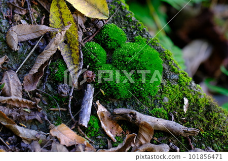 Moss / Koya Pilgrimage Route / Town Stone Road (Wakayama Prefecture / Koyasan) 5 Moss / Koya Pilgrimage Route / Town Stone Road (Wakayama Prefecture / Koyasan) 5 101856471
