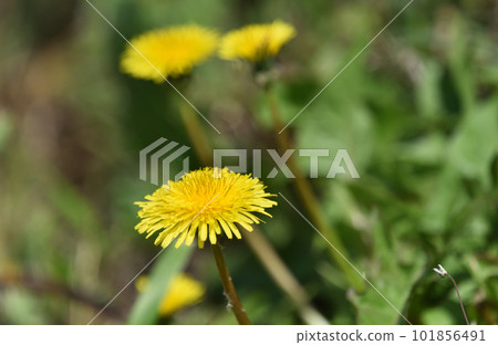 three-wheeled dandelion three-wheeled dandelion 101856491