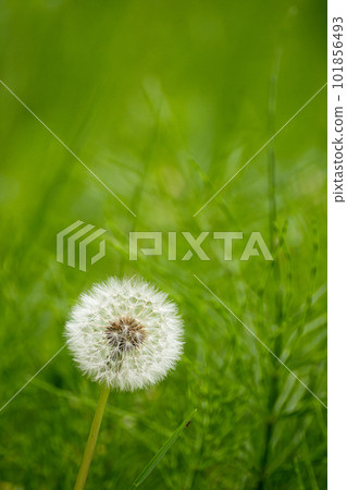 Green spring field and dandelion fluff Green spring field and dandelion fluff 101856493