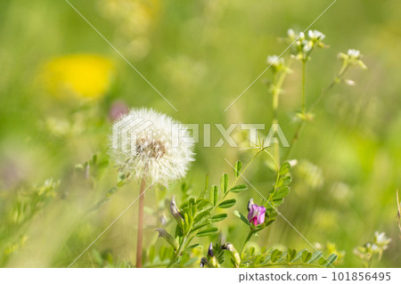 Green spring field and dandelion fluff Green spring field and dandelion fluff 101856495