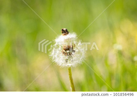 Green spring field and dandelion fluff Green spring field and dandelion fluff 101856496