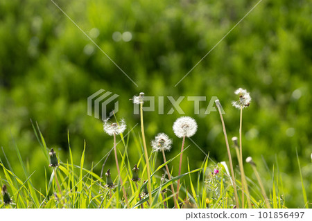 Green spring field and dandelion fluff Green spring field and dandelion fluff 101856497