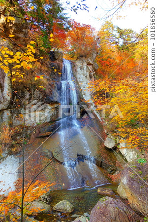 Omoshiroyama Momijigawa Valley Autumn Leaves Yellow Leaves Omoshiroyama Momijigawa Valley Autumn Leaves Yellow Leaves 101856560