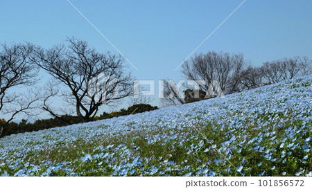 Blue nemophila and blue sky Blue nemophila and blue sky 101856572