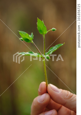 Chickweed ,Stellaria media in the spring garden. Chickweed ,Stellaria media in the spring garden. 101856725