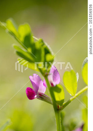 Image of spring field and vetch flowers 101856936