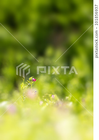 Image of spring field and vetch flowers Image of spring field and vetch flowers 101856937