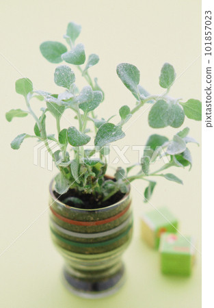 A houseplant in a striped pot 101857023