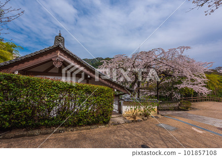 奈良的花寺、長谷寺、觀花寺。盛開的櫻花之旅 101857108