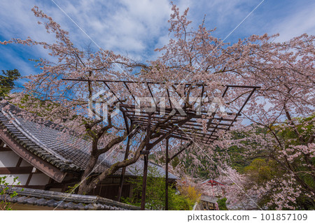 奈良的花寺、長谷寺、觀花寺。盛開的櫻花之旅 101857109