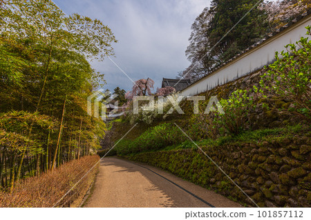 奈良的花寺、長谷寺、觀花寺。盛開的櫻花之旅 101857112