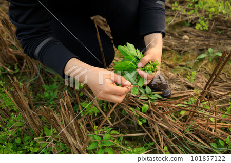 woman hand picking herb at garden woman hand picking herb at garden 101857122
