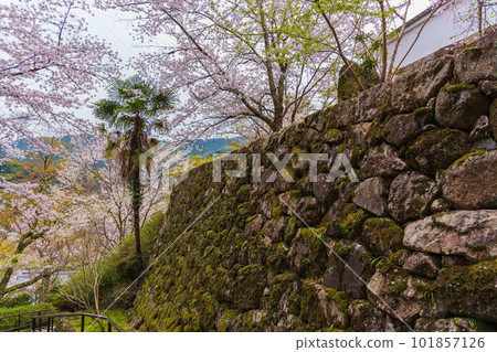 奈良的花寺、長谷寺、觀花寺。盛開的櫻花之旅 奈良的花寺、長谷寺、觀花寺。盛開的櫻花之旅 101857126