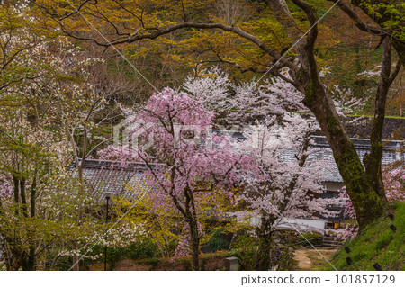 奈良的花寺、長谷寺、觀花寺。盛開的櫻花之旅 101857129