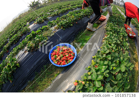 People picking strawberr in spring garden People picking strawberr in spring garden 101857138