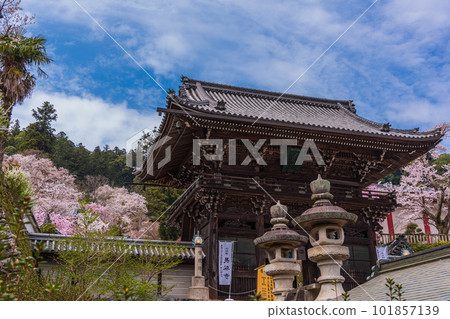 奈良的花寺、長谷寺、觀花寺。盛開的櫻花之旅 奈良的花寺、長谷寺、觀花寺。盛開的櫻花之旅 101857139