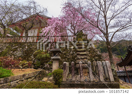 Flower Temple, Hase-dera temple in Nara, temple and cherry blossom viewing. Cherry blossom tour in full bloom 101857142