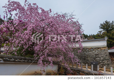 奈良的花寺、長谷寺、觀花寺。盛開的櫻花之旅 101857143