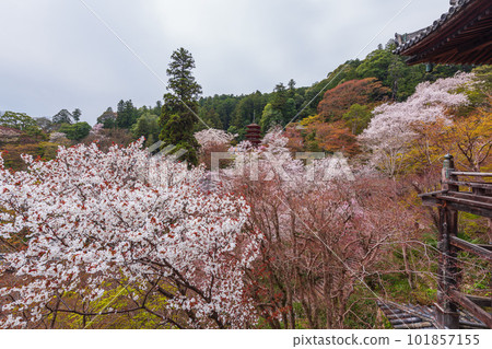 奈良的花寺、長谷寺、觀花寺。盛開的櫻花之旅 奈良的花寺、長谷寺、觀花寺。盛開的櫻花之旅 101857155
