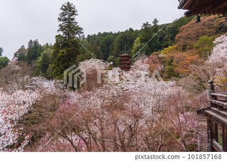 Flower Temple, Hase-dera temple in Nara, temple and cherry blossom viewing. Cherry blossom tour in full bloom 101857168