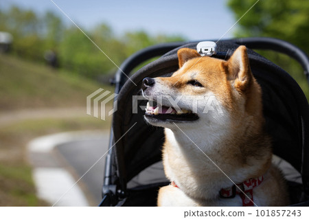 Shiba Inu going out with a pet cart Shiba Inu going out with a pet cart 101857243