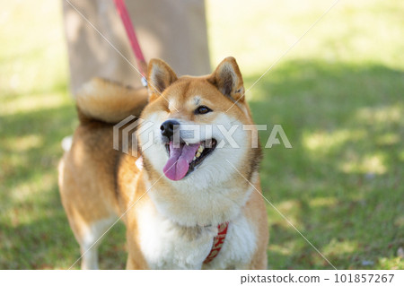 沒有右眼的柴犬在公園散步 101857267